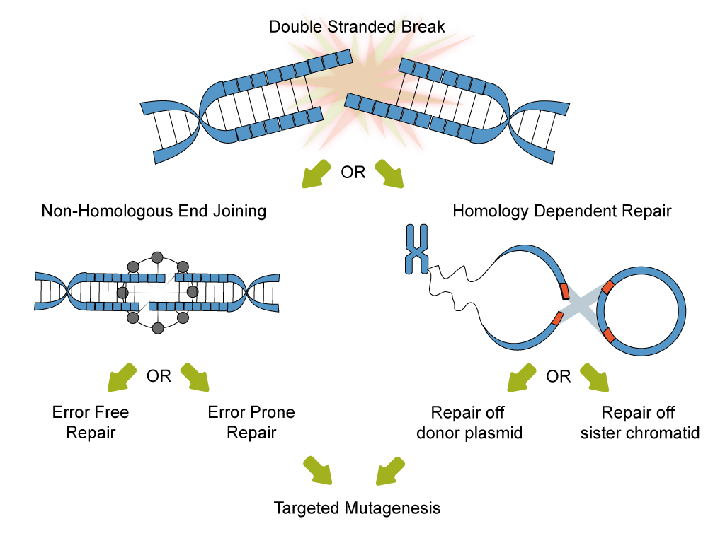 Crispr Plasmid Technologies 8991 Hot Sex Picture 0392