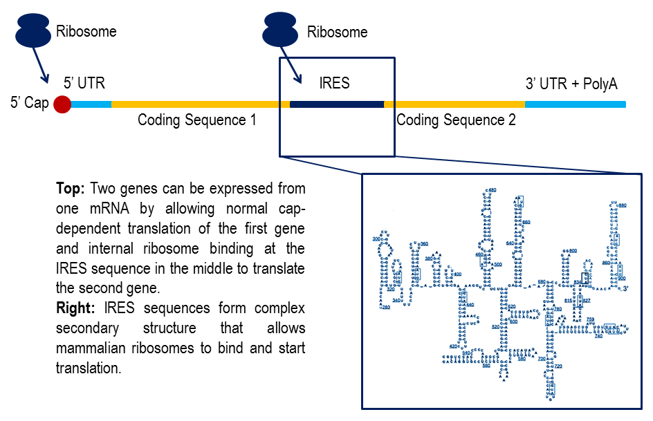 ires sequences